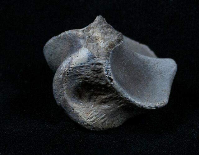 Theropod Dinosaur Toe Bone - Two Medicine Formation #3841